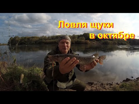 Видео: Ловля щуки в октябре. Река Ока.