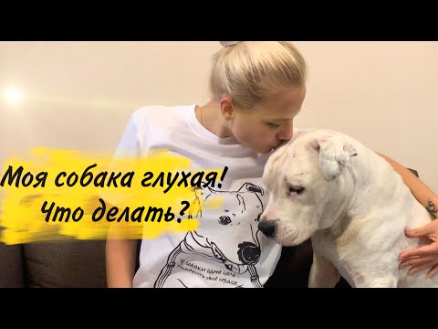 Видео: Как понять, что собака глухая | Что делать, если ваша собака оказалась глухой | Личный пример.