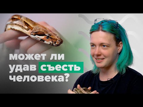 Видео: 10 ГЛУПЫХ вопросов владельцу УДАВА!