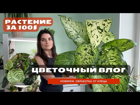 Видео: Растение за 100$. Обзор новинок. Обработки от клеща. Растения на работе.