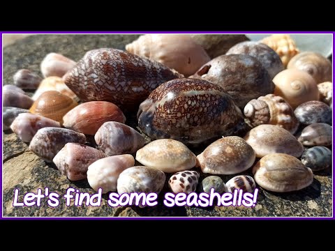 Видео: Поиск ракушек во время отлива | Огромный текстильный конус!