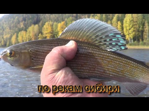 Видео: Ч 2 КРУПНЫЙ ХАРИУС ОСЕНЬ. В КОНЦЕ РОЛИКА МЕДВЕДЬ.