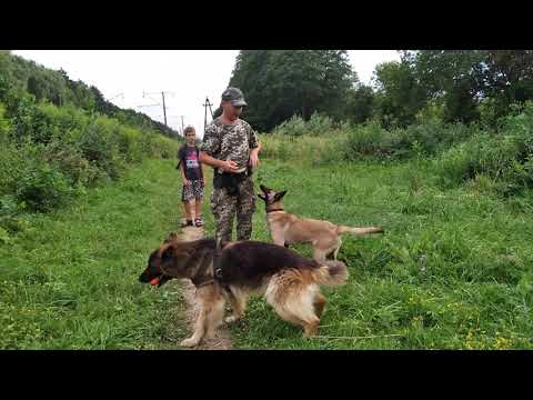 Видео: Команда "ИЩИ!"