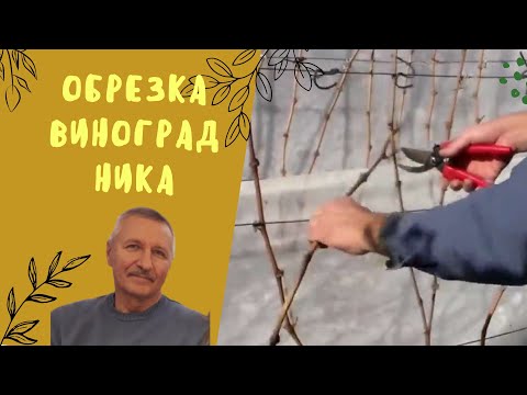 Видео: Виноград. Обрезка куста