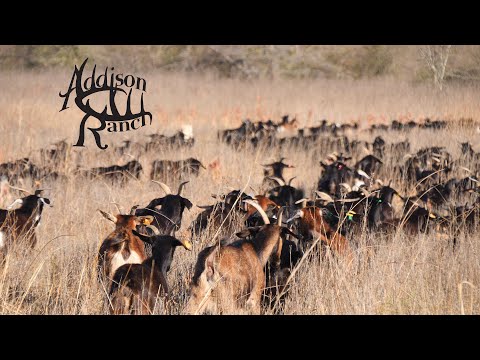 Видео: УПРАВЛЯЕМ ХАОСОМ С ПОМОЩЬЮ ИСПАНСКИХ КОЗЛОВ...
