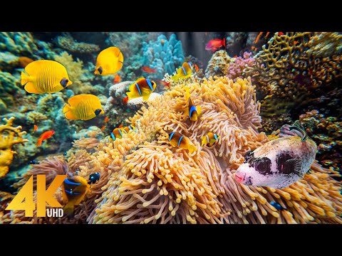 Видео: Удивительный подводный мир Красного моря - Расслабляющее 4K видео с успокаивающей музыкой - Часть №5