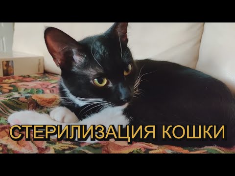 Видео: 21  Из жизни Маруси  Стерилизация кошки  Вся правда и подробности