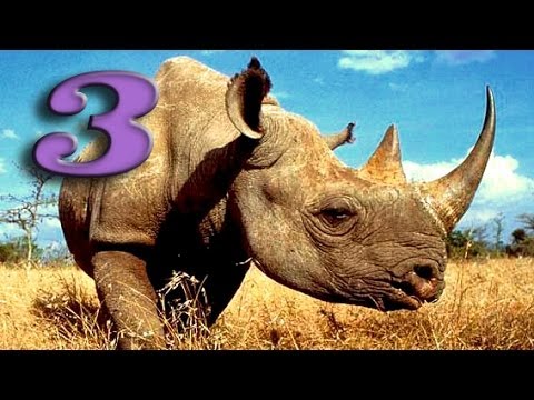 Видео: ТЁПЛЫЙ ПРИЁМ НОСОРОГОВ #3 [Wildlife park 3]