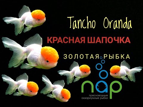 Видео: Золотая рыбка - Оранда Красная шапочка. Tancho Oranda.