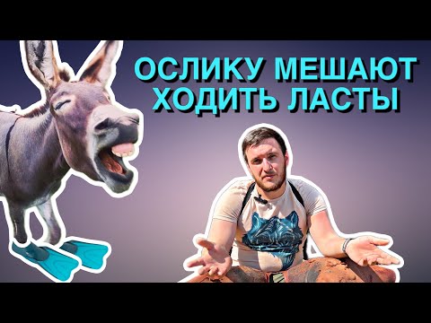 Видео: Спасаем копыта осла. Возрождение комфортных движений. Расчистка копыт.
