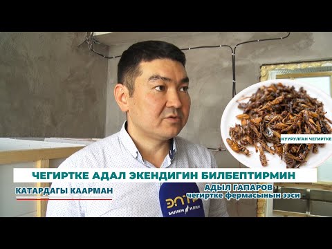 Видео: ЧЕГИРТКЕ АДАЛ ЭКЕНДИГИН БИЛБЕПТИРМИН