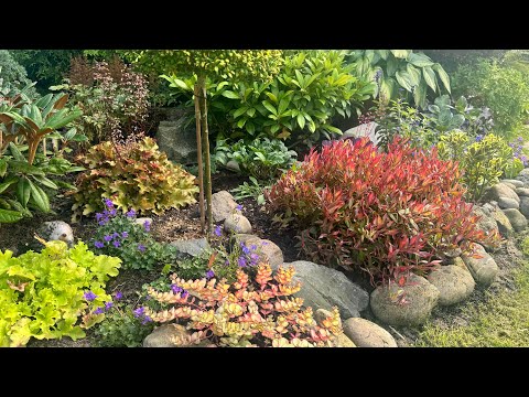 Видео: Жизнь сада : пересадила седум/ очиток Зибольда и хосту-гигант 🌟