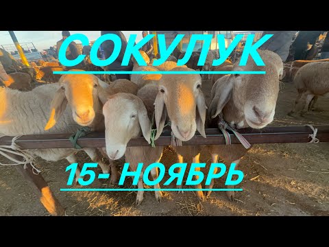 Видео: Кой базар сокулук мал базары 15- ноябр