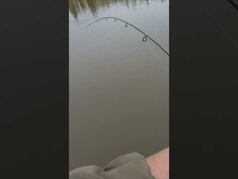 Видео: Более-менее достойная рыба