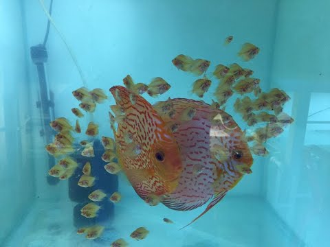 Видео: Первые тридцать дней жизни малька в АзЧерФиш без купюр.