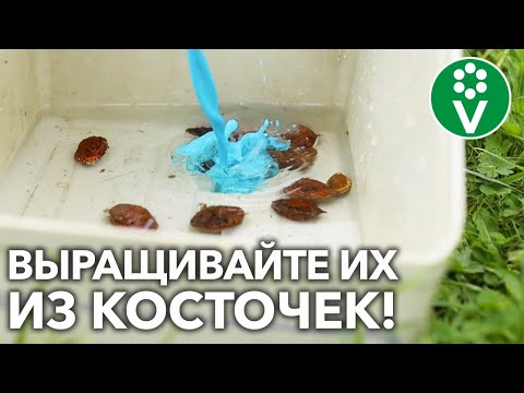 Видео: ПЕРСИКИ И АБРИКОСЫ В СРЕДНЕЙ ПОЛОСЕ РАСТИМ ИЗ КОСТОЧЕК! И вот почему!