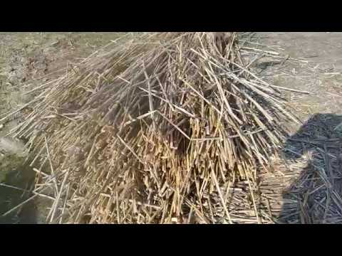Видео: Маты из камыша (часть 1)