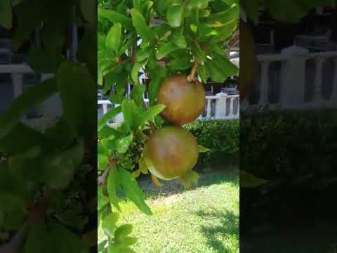 Видео: Турция 2025. Larissa Sultans Beach Hotel 4 часть территории отеля 