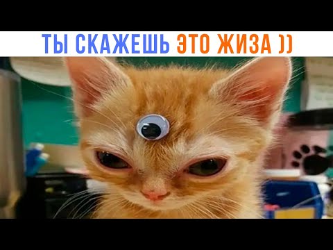 Видео: ЭТО ЖИЗА! ))) | Приколы | Мемозг 1365