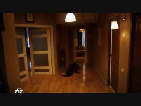 Видео: Бульдог Шоу 2-ой выпуск (part2/4)