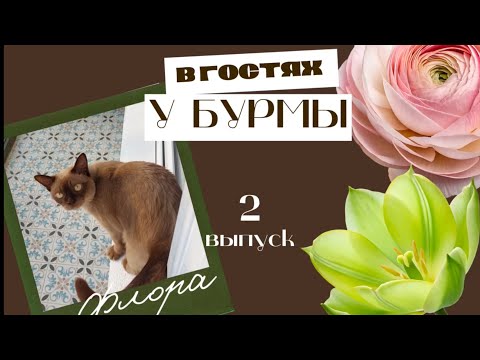 Видео: В гостях у Бурмы. Выпуск 2