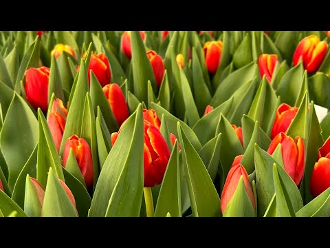 Видео: Обзор тюльпанов на 17 и 19 февраля