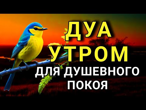 Видео: ДУА УТРОМ ДЛЯ СПОКОЙСТВИЯДУШИ 🌈🔑💯