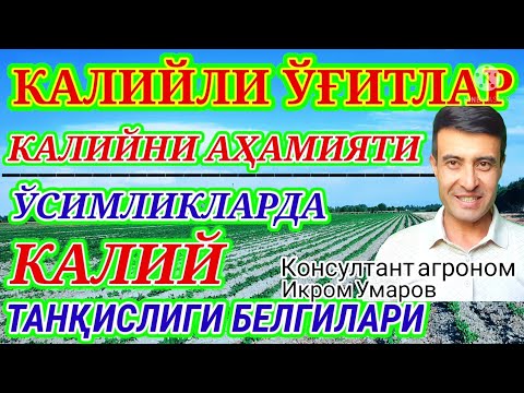 Видео: KALIY. AHAMIYATI. TANQISLIK BELGILARI. 114-son. КАЛИЙЛИ УГИТЛАР