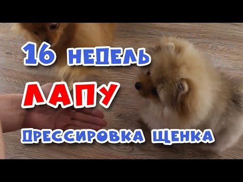Видео: 🐾 Дрессировка щенка.  Команда ЛАПУ.  Щенку 16 недель