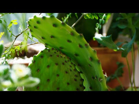 Видео: Прогулка по балкону с цветочками 🌸