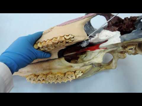 Видео: Видеозанятие 8 «Строение и видовые особенности костей лица»