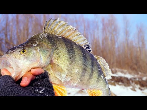 Видео: Ребята-это вообще КОНСКИЙ ОКУНЬ! Попали в крупного окуня ,оторвались на безмотылку РЫБАЛКА УДАЛАСЬ!