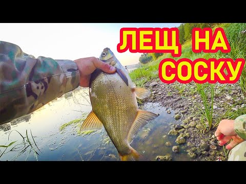 Видео: ЛЕЩ НА ФИДЕР НА СОСКУ! ТАКИХ ПОКЛЕВОК Я ДАВНО НЕ ВИДЕЛ! ЛОВЛЯ В ПРОВОДКУ НА ПШЕНИЦУ.