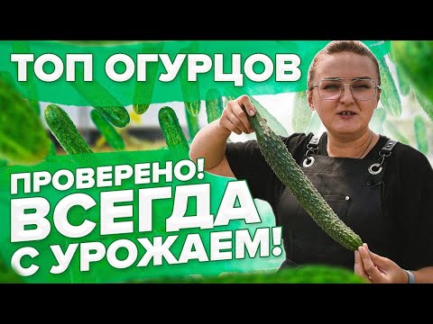 Видео: ТОП ОГУРЦОВ ПРОВЕРЕННЫХ ВРЕМЕНЕМ и ДАЧНИКАМИ. ЕЩЕ РАЗ О ПУСТОЦВЕТАХ