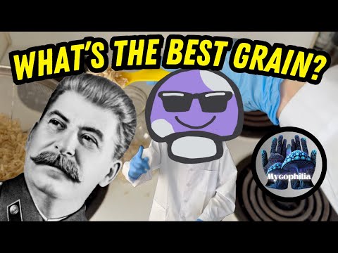 Видео: 🍄 Какое зерно лучше всего подходит для выращивания грибов? Как определиться и развенчать мифы о с...