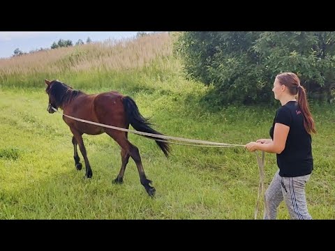 Видео: УЧИМ МОЛОДОГО ЖЕРЕБЦА / НИКТО НЕ ПОСТРАДАЛ / В ДОМАШНИХ УСЛОВИЯХ