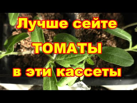 Видео: Сеять томаты в эти кассеты лучший вариант,убедилась в очередной раз