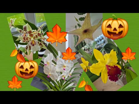 Видео: Цветение ОРХИДЕЙ Октябрь 2025 и цветущие новинки 