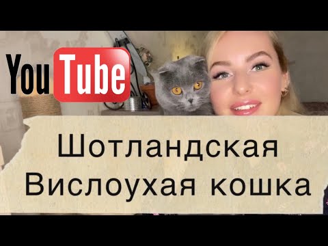 Видео: Шотландская вислоухая кошка.характер, особенности породы