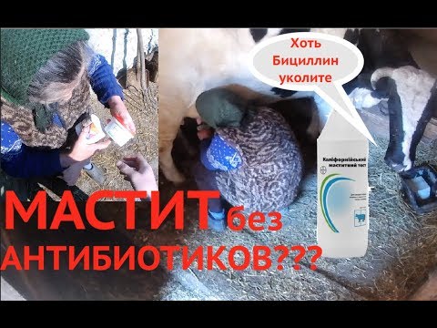 Видео: Как мы вылечили мастит без антибиотиков