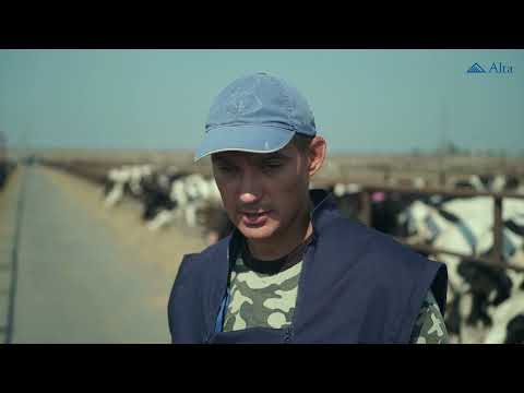 Видео: Как сократить затраты на плодотворное осеменение в 2 раза и увеличить племенную продажу?