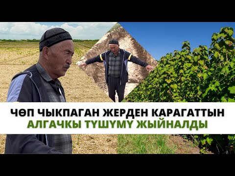 Видео: Каралбай калган жерде өскөн карагаттын алгачкы түшүмү