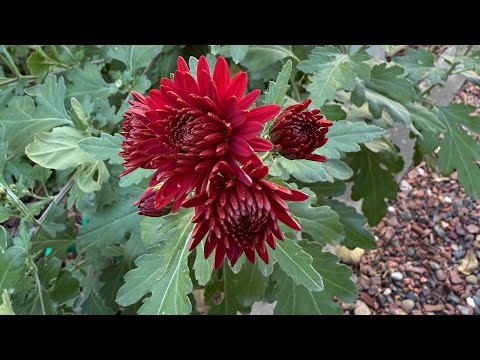 Видео: Еще одна часть сада…..Осенний сад 28 октября 🍁🧚🏻‍♀️🍂🌿🧚🏻‍♀️✨