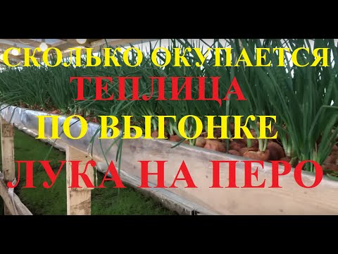 Видео: Сколько окупается теплица по выгонке лука на перо!?? Полный расчет окупаемости!!!