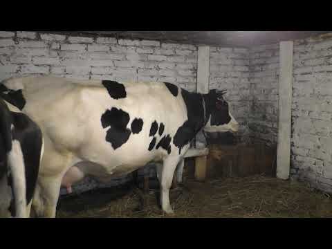 Видео: Отёл нашей первотёлки Тихони. Что мы делаем, если корова лягается и брыкается при доении./Деревня
