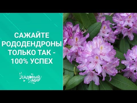 Видео: Сажайте рододендроны только так -100% успех