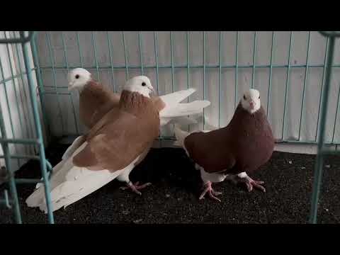 Видео: 6 ноября 2025 г.