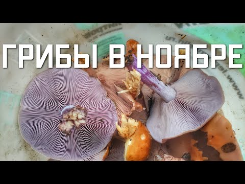 Видео: Собираем грибы осенью в НОЯБРЕ Подмосковье