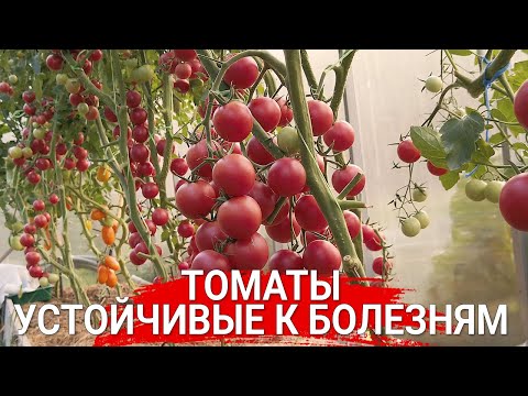 Видео: Томаты, устойчивые к болезням