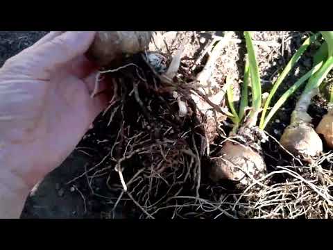 Видео: Посадка амариллиса Белладонна ❤❤❤